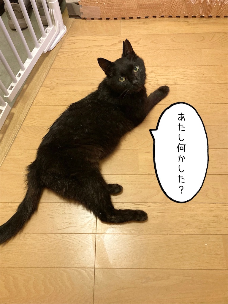 f:id:cotobuki-h:20260806192521j:image