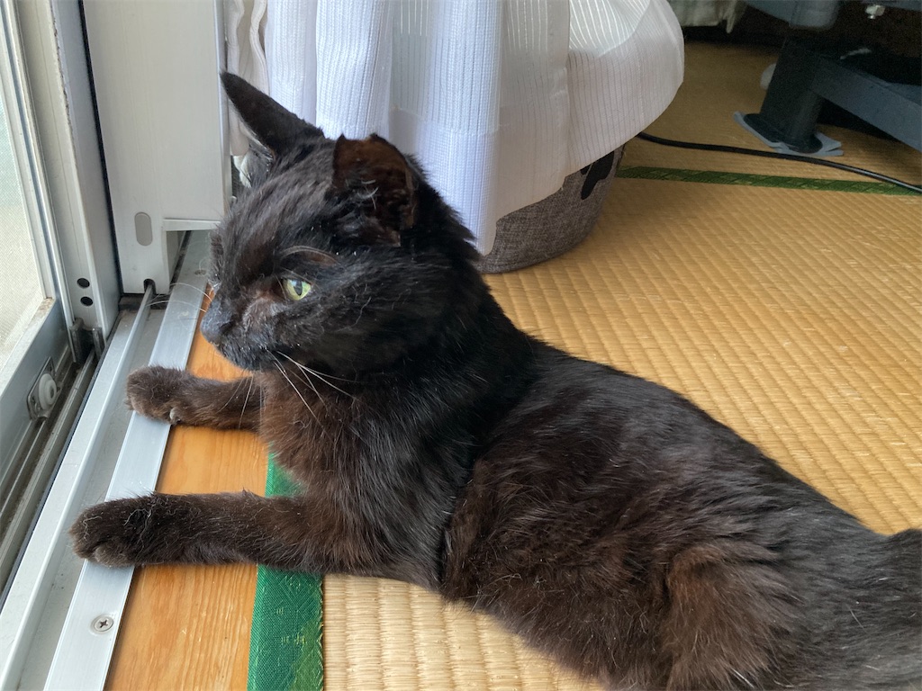 f:id:cotobuki-h:20260806193622j:image