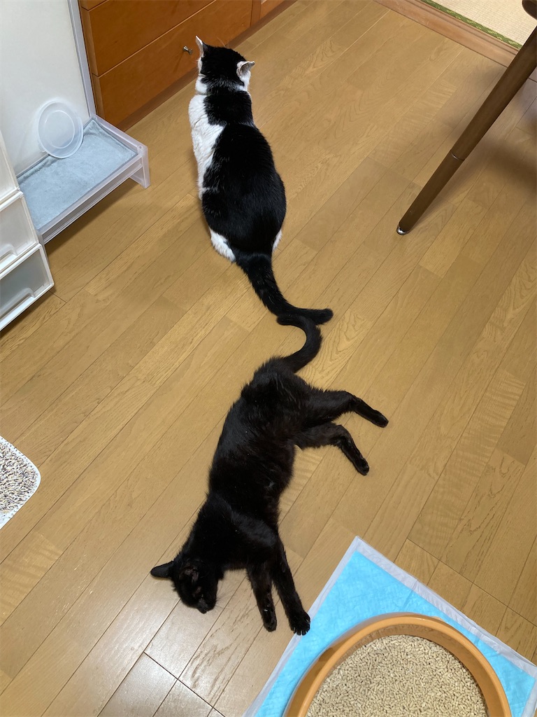 f:id:cotobuki-h:20260806193841j:image