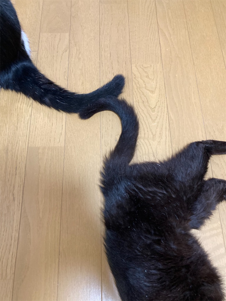 f:id:cotobuki-h:20260806193912j:image