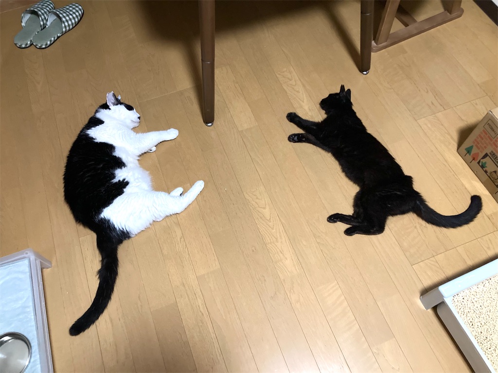 f:id:cotobuki-h:20260806193937j:image
