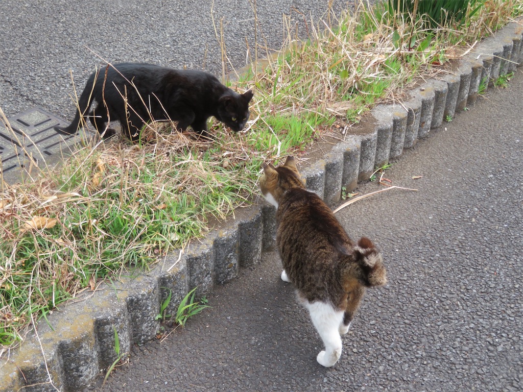 f:id:cotobuki-h:20260806195029j:image