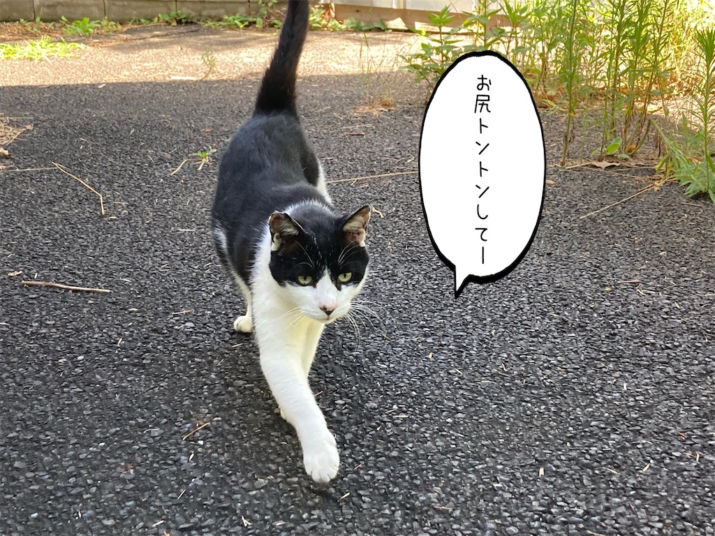f:id:cotobuki-h:20260815123150j:image