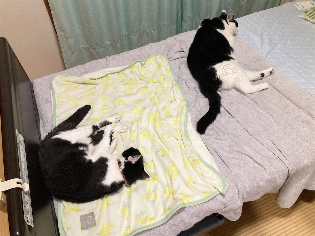 f:id:cotobuki-h:20260819181555j:image