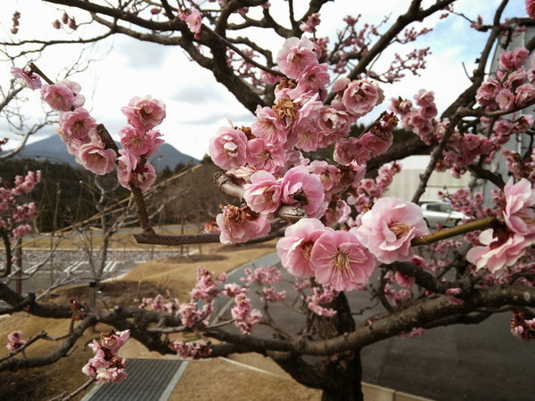 f:id:cotomo:20130328143322j:plain