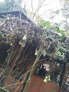 f:id:cotomo:20131111184306j:plain