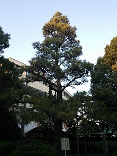 f:id:cotomo:20131111184800j:plain