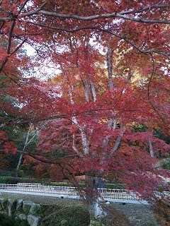 f:id:cotomo:20131124140741j:plain f:id:cotomo:20131124140741j:plain