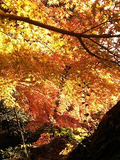 f:id:cotomo:20131124141333j:plain f:id:cotomo:20131124141333j:plain