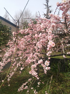 f:id:cotomo:20150225104216j:plain