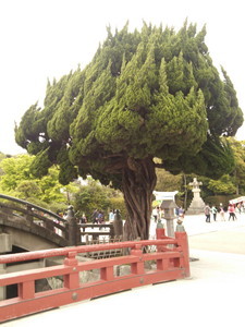 f:id:cotomo:20150422134757j:plain f:id:cotomo:20150422134757j:plain