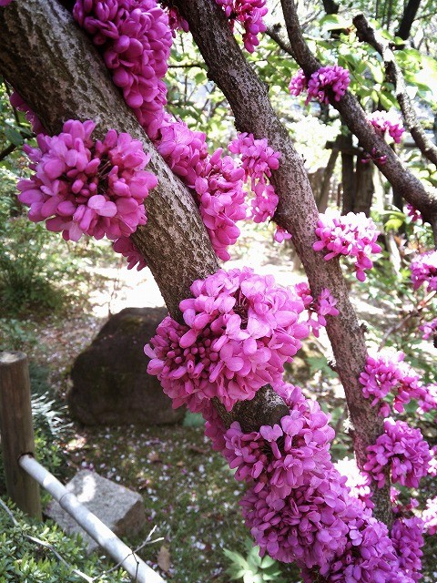 f:id:cotomo:20170414151949j:plain