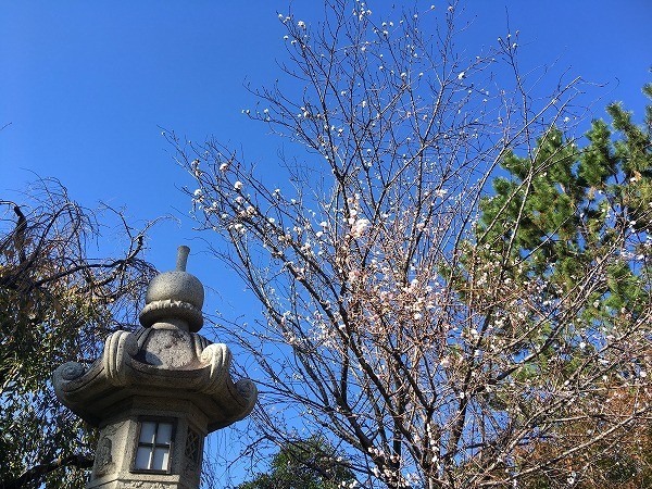 f:id:cotomo:20181209225535j:plain