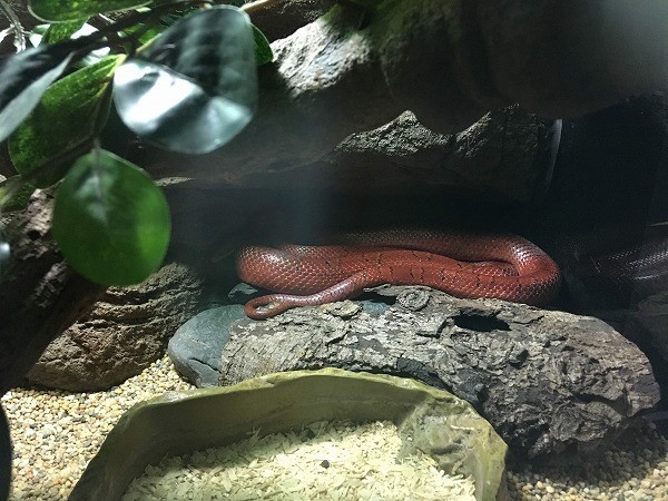 f:id:cotomo:20190203124904j:plain