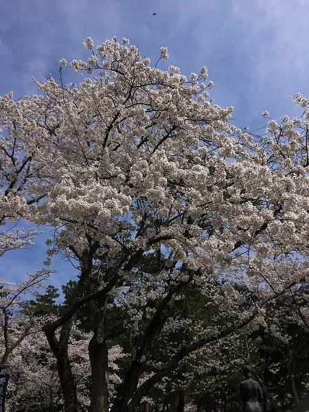 f:id:cotomo:20190505161114j:plain