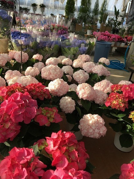 f:id:cotomo:20190505161819j:plain f:id:cotomo:20190505161819j:plain