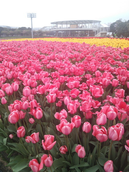 f:id:cotomo:20201211102459j:plain