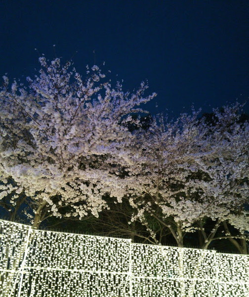 f:id:cotomo:20201211102746j:plain