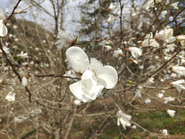 f:id:cotomo:20210327115329j:plain
