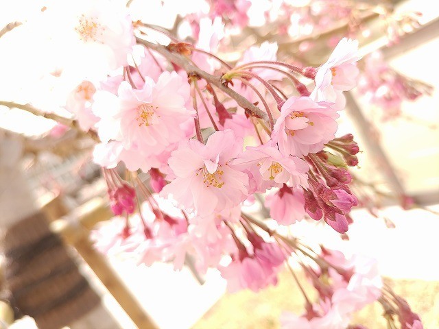 f:id:cotomo:20210404104502j:plain