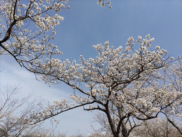 f:id:cotomo:20210404104512j:plain