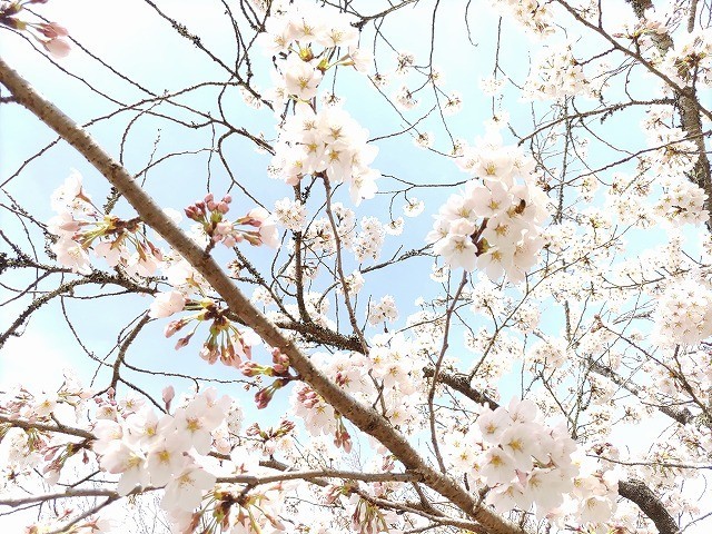f:id:cotomo:20210404104522j:plain
