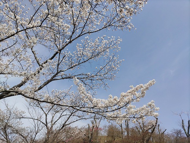 f:id:cotomo:20210404104604j:plain