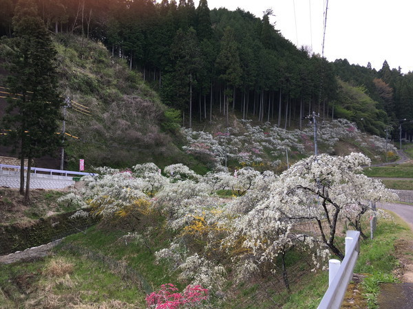 f:id:cotomo:20210408153159j:plain
