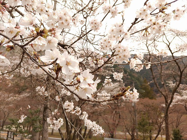 f:id:cotomo:20210524105805j:plain