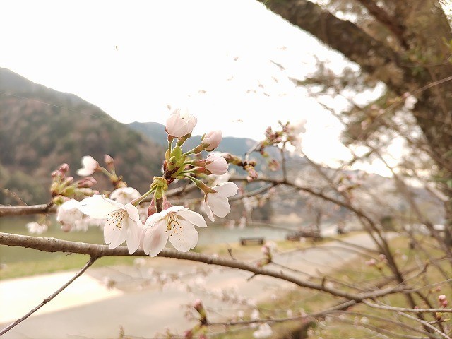 f:id:cotomo:20210524105922j:plain