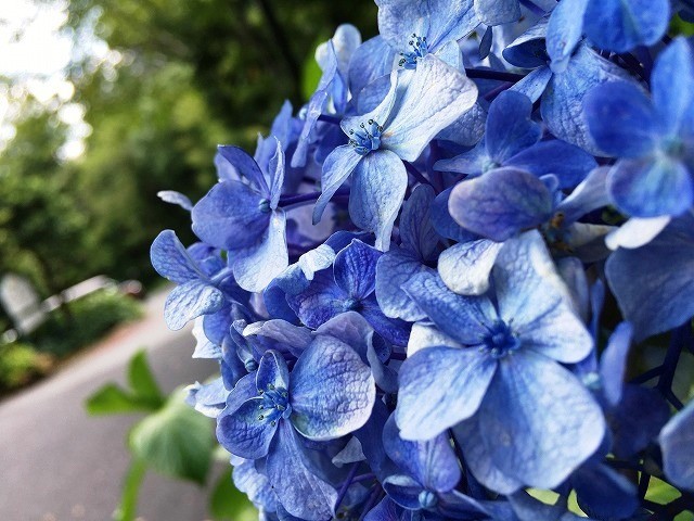 f:id:cotomo:20210724095340j:plain