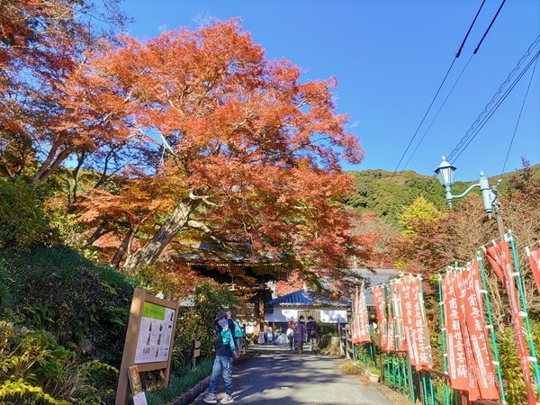 f:id:cotomo:20211202123407j:plain