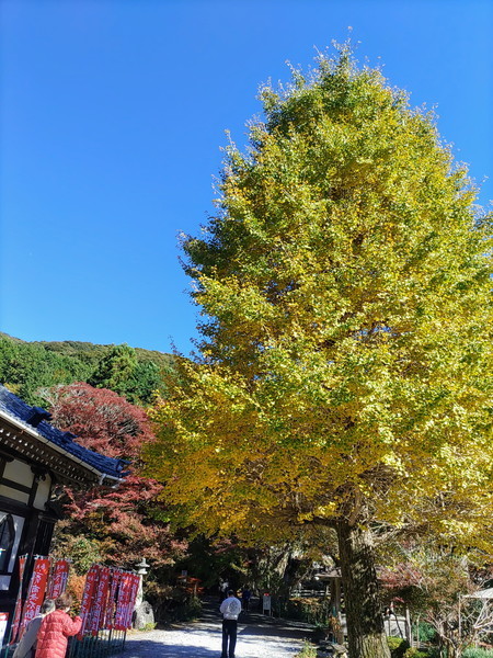 f:id:cotomo:20211202123628j:plain
