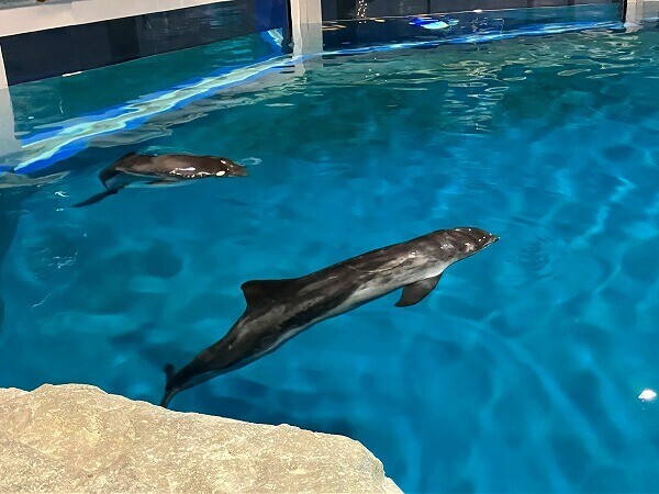 ネズミイルカ