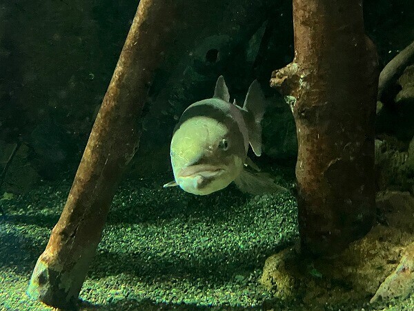魚