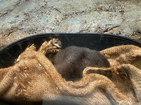 カワウソ睡眠中