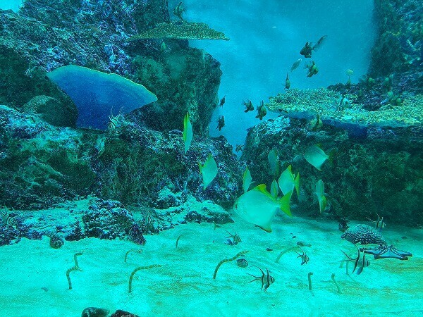 南洋の海