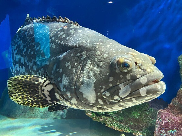 タマカイ