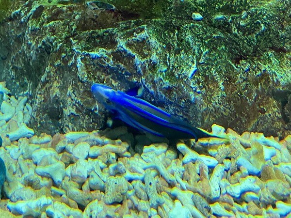 ホンソメワケベラ