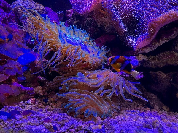 スズメダイ