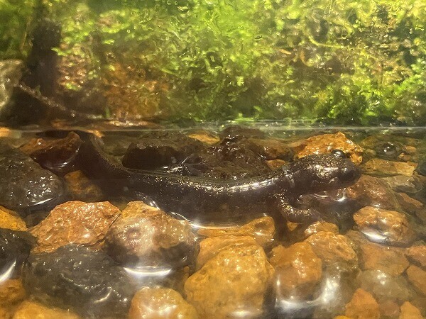 エゾサンショウウオ