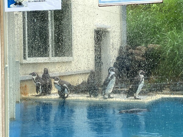 ペンギン