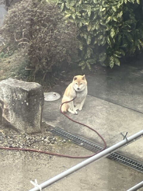 わんこ