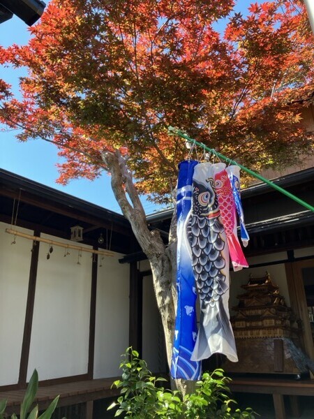 古民家カフェ かしわ屋　鯉のぼり