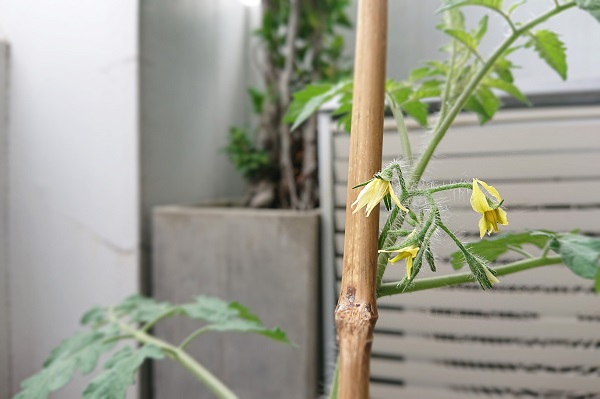 採取した種から育ったミニトマトの開花