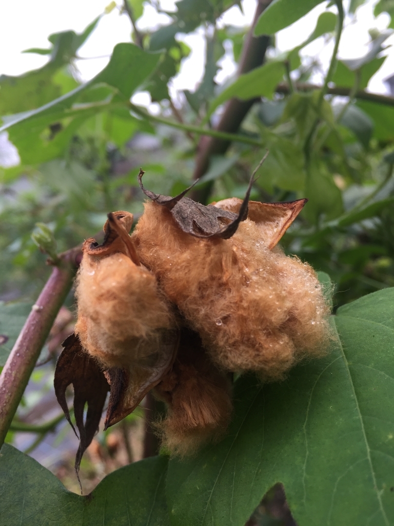 f:id:cotton-p:20181108194611j:plain