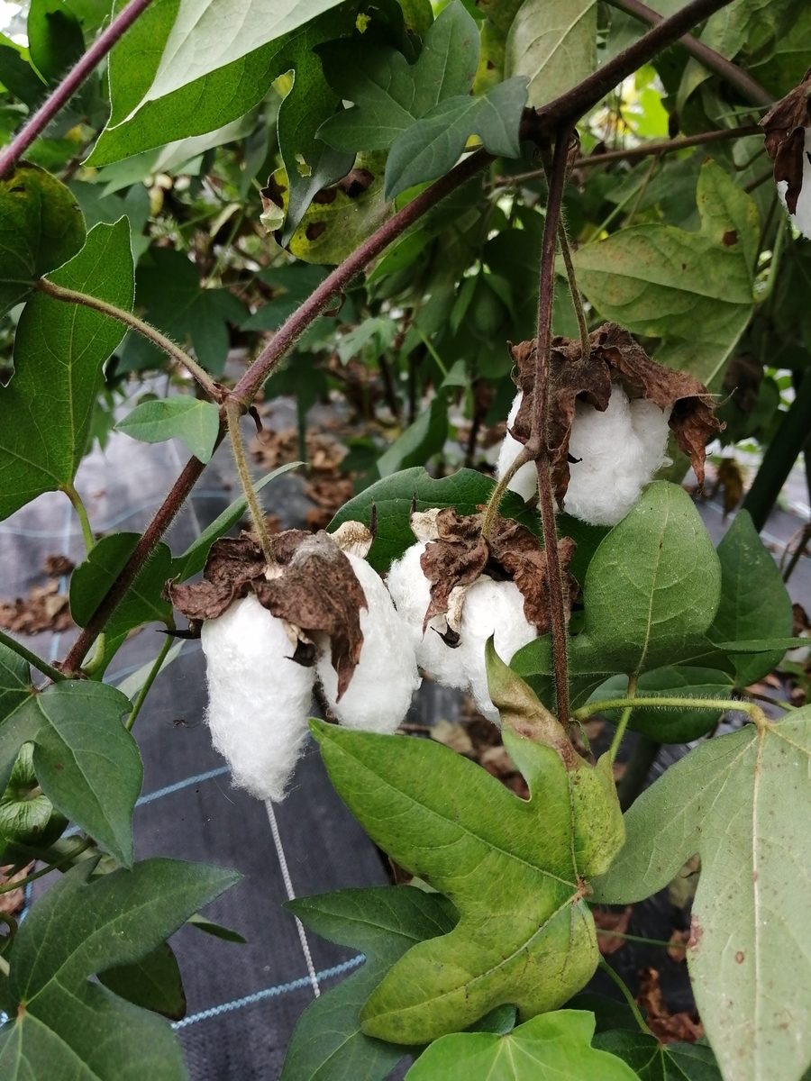 f:id:cotton-p:20201020114537j:plain