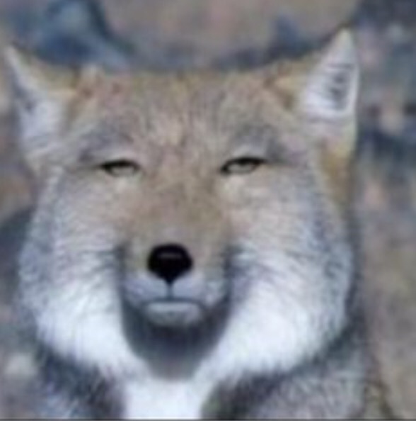 f:id:cotton100percent:20200413183911j:plain f:id:cotton100percent:20200413183911j:plain