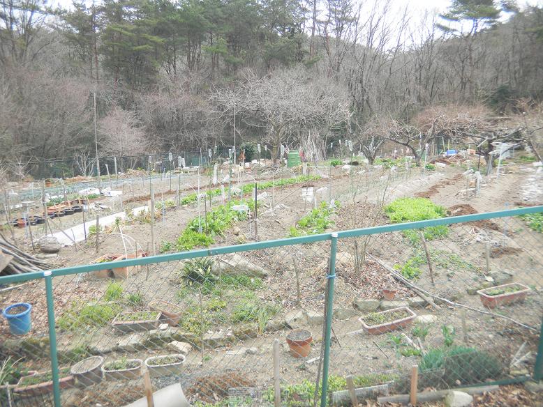 f:id:cotton1010:20110403104208j:image:w320,h240