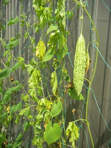 f:id:cotton1010:20110816132401j:image:w360 f:id:cotton1010:20110816132401j:image:w360